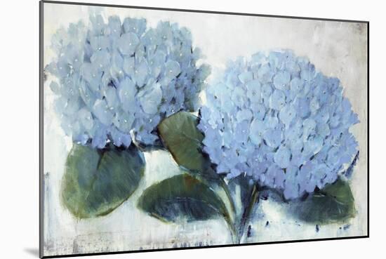 Blue Hydrangea II-Tim O'toole-Mounted Giclee Print