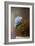 Blue Hydrangea in a Vase-Jai Johnson-Framed Giclee Print