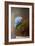 Blue Hydrangea in a Vase-Jai Johnson-Framed Giclee Print