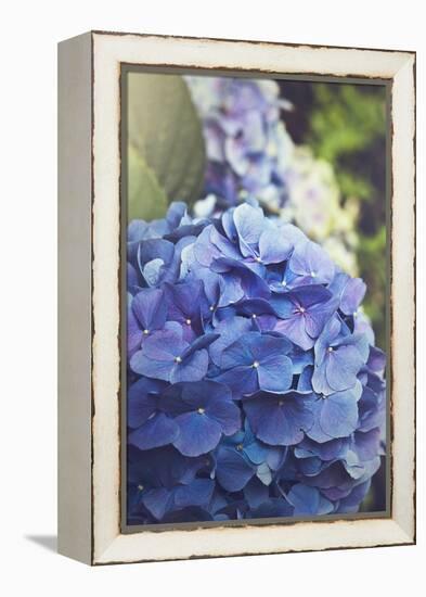 Blue Hydrangea in the Garden-pdb1-Framed Premier Image Canvas