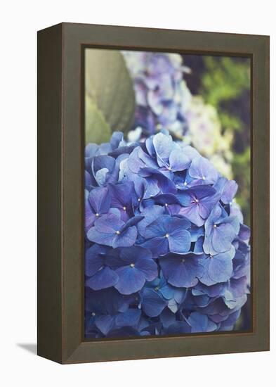 Blue Hydrangea in the Garden-pdb1-Framed Premier Image Canvas