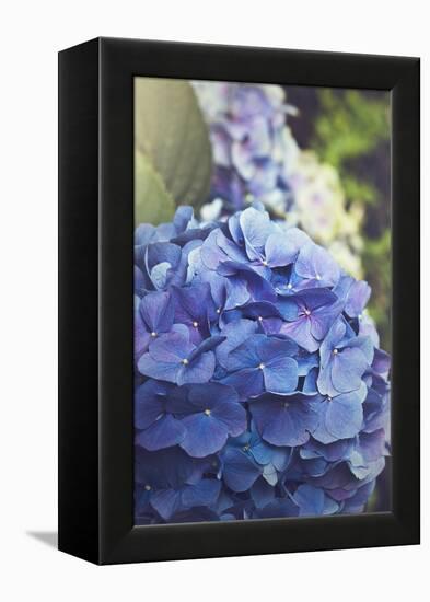 Blue Hydrangea in the Garden-pdb1-Framed Premier Image Canvas