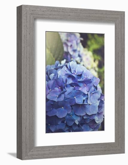 Blue Hydrangea in the Garden-pdb1-Framed Photographic Print