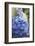 Blue Hydrangea in the Garden-pdb1-Framed Photographic Print