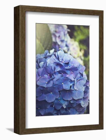 Blue Hydrangea in the Garden-pdb1-Framed Photographic Print