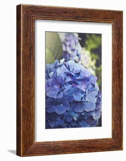 Blue Hydrangea in the Garden-pdb1-Framed Photographic Print