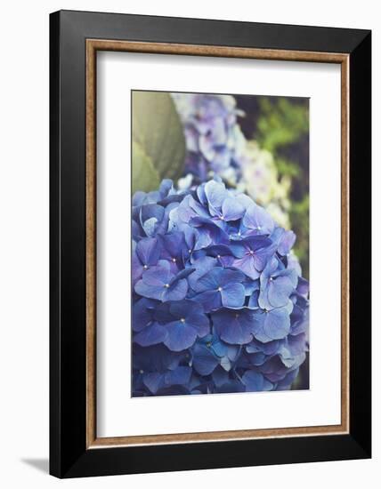 Blue Hydrangea in the Garden-pdb1-Framed Photographic Print