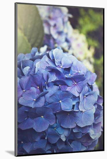 Blue Hydrangea in the Garden-pdb1-Mounted Photographic Print