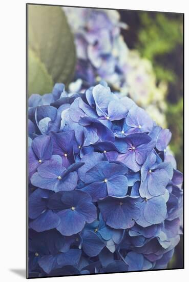 Blue Hydrangea in the Garden-pdb1-Mounted Photographic Print