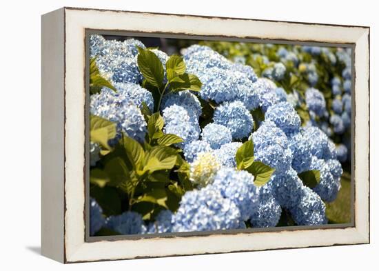 Blue Hydrangea-Karyn Millet-Framed Premier Image Canvas