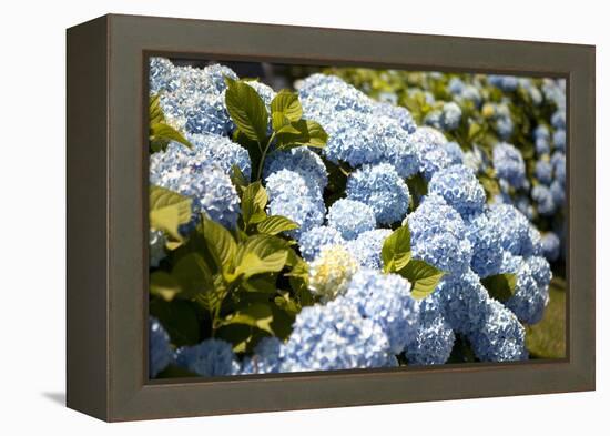 Blue Hydrangea-Karyn Millet-Framed Premier Image Canvas