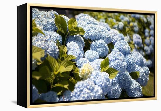 Blue Hydrangea-Karyn Millet-Framed Premier Image Canvas