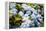 Blue Hydrangea-Karyn Millet-Framed Premier Image Canvas