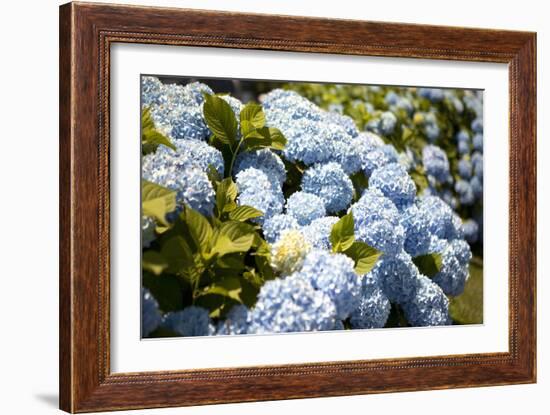 Blue Hydrangea-Karyn Millet-Framed Photographic Print