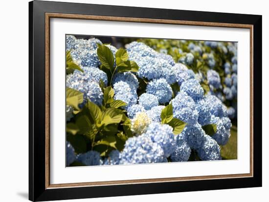 Blue Hydrangea-Karyn Millet-Framed Photographic Print