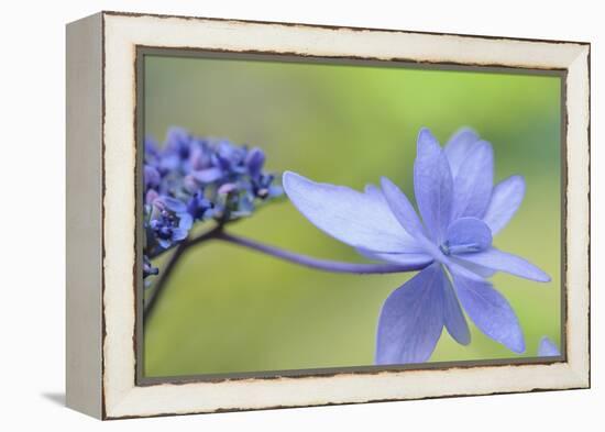 Blue Hydrangea-Cora Niele-Framed Premier Image Canvas