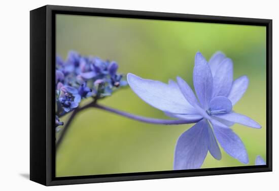 Blue Hydrangea-Cora Niele-Framed Premier Image Canvas