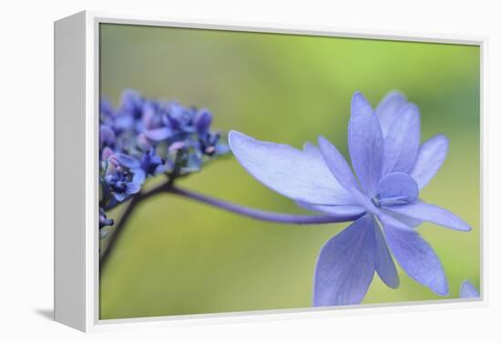 Blue Hydrangea-Cora Niele-Framed Premier Image Canvas