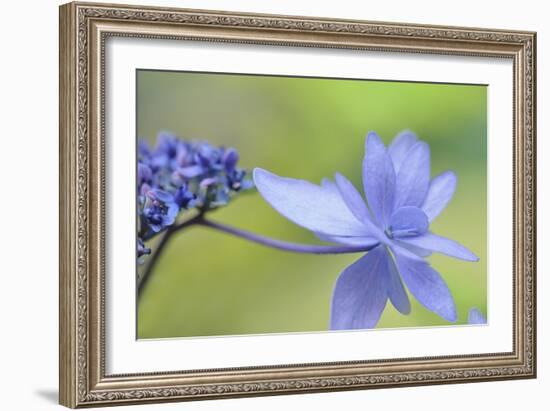 Blue Hydrangea-Cora Niele-Framed Photographic Print