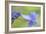 Blue Hydrangea-Cora Niele-Framed Photographic Print