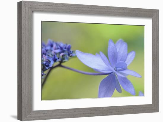 Blue Hydrangea-Cora Niele-Framed Photographic Print