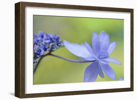 Blue Hydrangea-Cora Niele-Framed Photographic Print