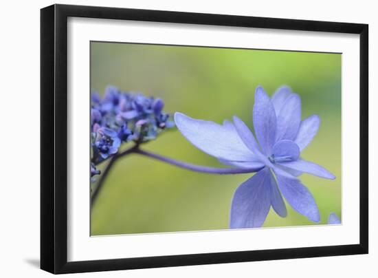 Blue Hydrangea-Cora Niele-Framed Photographic Print