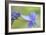 Blue Hydrangea-Cora Niele-Framed Photographic Print