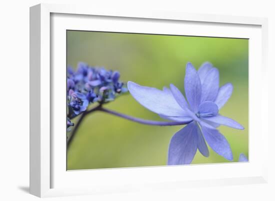 Blue Hydrangea-Cora Niele-Framed Photographic Print