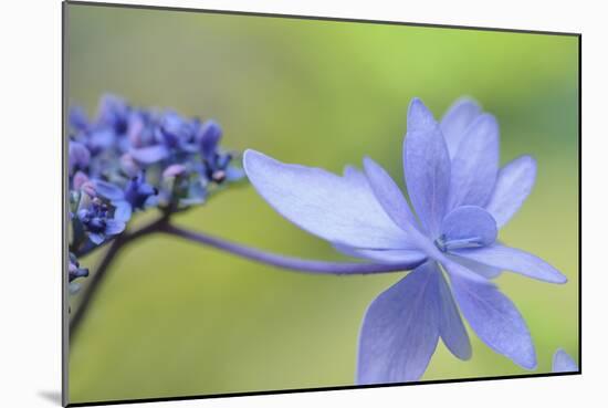 Blue Hydrangea-Cora Niele-Mounted Photographic Print