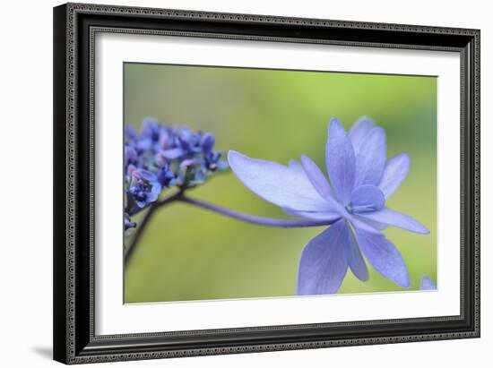 Blue Hydrangea-Cora Niele-Framed Photographic Print