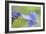 Blue Hydrangea-Cora Niele-Framed Photographic Print