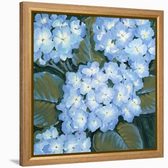 Blue Hydrangeas I-Tim OToole-Framed Stretched Canvas