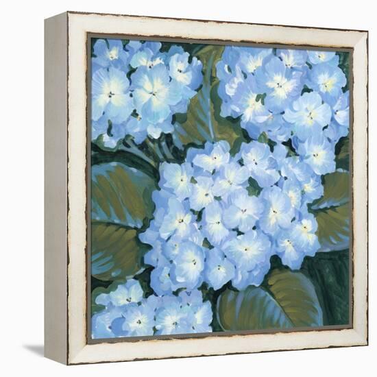 Blue Hydrangeas I-Tim OToole-Framed Stretched Canvas