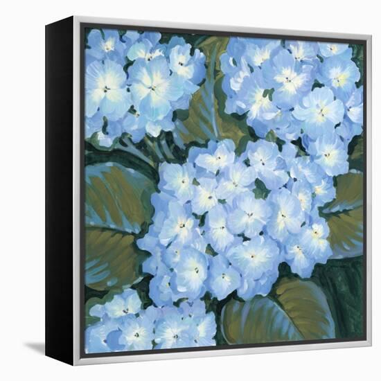 Blue Hydrangeas I-Tim OToole-Framed Stretched Canvas