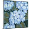 Blue Hydrangeas I-Tim OToole-Mounted Art Print