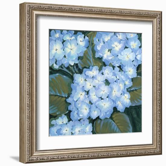 Blue Hydrangeas I-Tim OToole-Framed Art Print