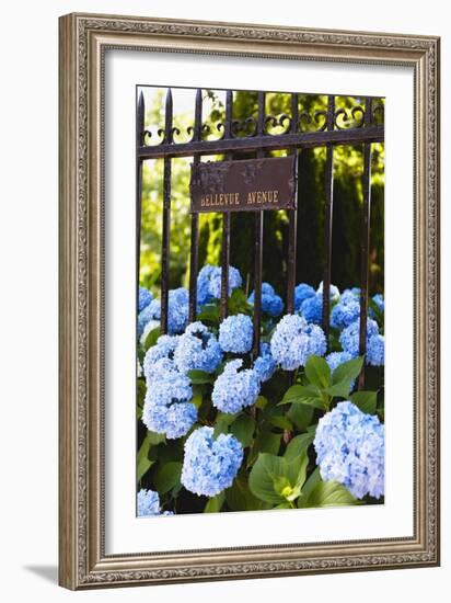 Blue Hydrangeas of Bellevue Ave, Newport, RI-George Oze-Framed Photographic Print