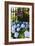 Blue Hydrangeas of Bellevue Ave, Newport, RI-George Oze-Framed Photographic Print