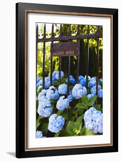 Blue Hydrangeas of Bellevue Ave, Newport, RI-George Oze-Framed Photographic Print