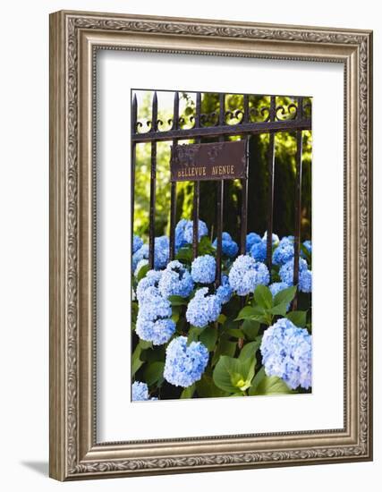 Blue Hydrangeas of Bellevue Ave, Newport, RI-George Oze-Framed Photographic Print