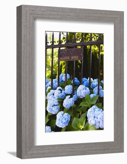 Blue Hydrangeas of Bellevue Ave, Newport, RI-George Oze-Framed Photographic Print