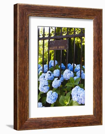 Blue Hydrangeas of Bellevue Ave, Newport, RI-George Oze-Framed Photographic Print