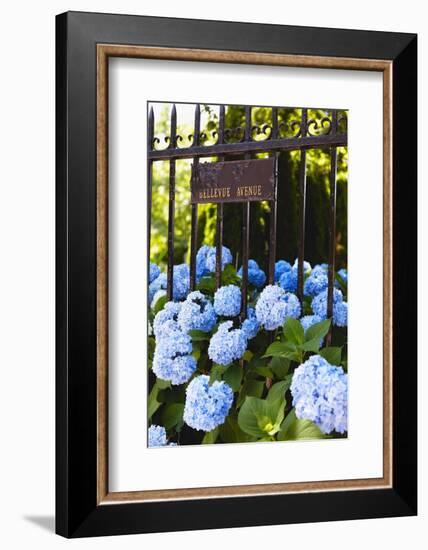 Blue Hydrangeas of Bellevue Ave, Newport, RI-George Oze-Framed Photographic Print