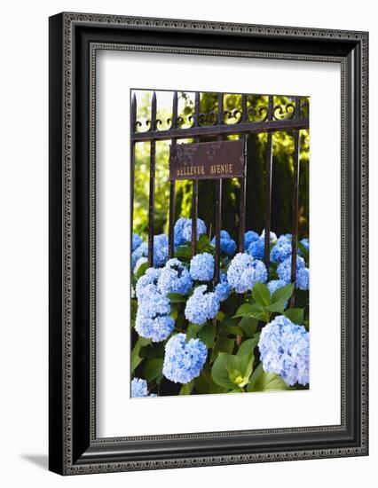 Blue Hydrangeas of Bellevue Ave, Newport, RI-George Oze-Framed Photographic Print