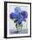 Blue Hydrangeas-Christopher Ryland-Framed Giclee Print