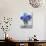 Blue Hydrangeas-Christopher Ryland-Giclee Print displayed on a wall