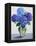 Blue Hydrangeas-Christopher Ryland-Framed Premier Image Canvas