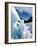 Blue Ice Cave, Franz Josef Glacier, South Island, New Zealand-David Wall-Framed Photographic Print