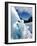 Blue Ice Cave, Franz Josef Glacier, South Island, New Zealand-David Wall-Framed Photographic Print